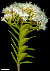Veronica subfulvida. Inflorescence. Scale = 10 mm.
 Image: W.M. Malcolm © Te Papa CC-BY-NC 3.0 NZ
